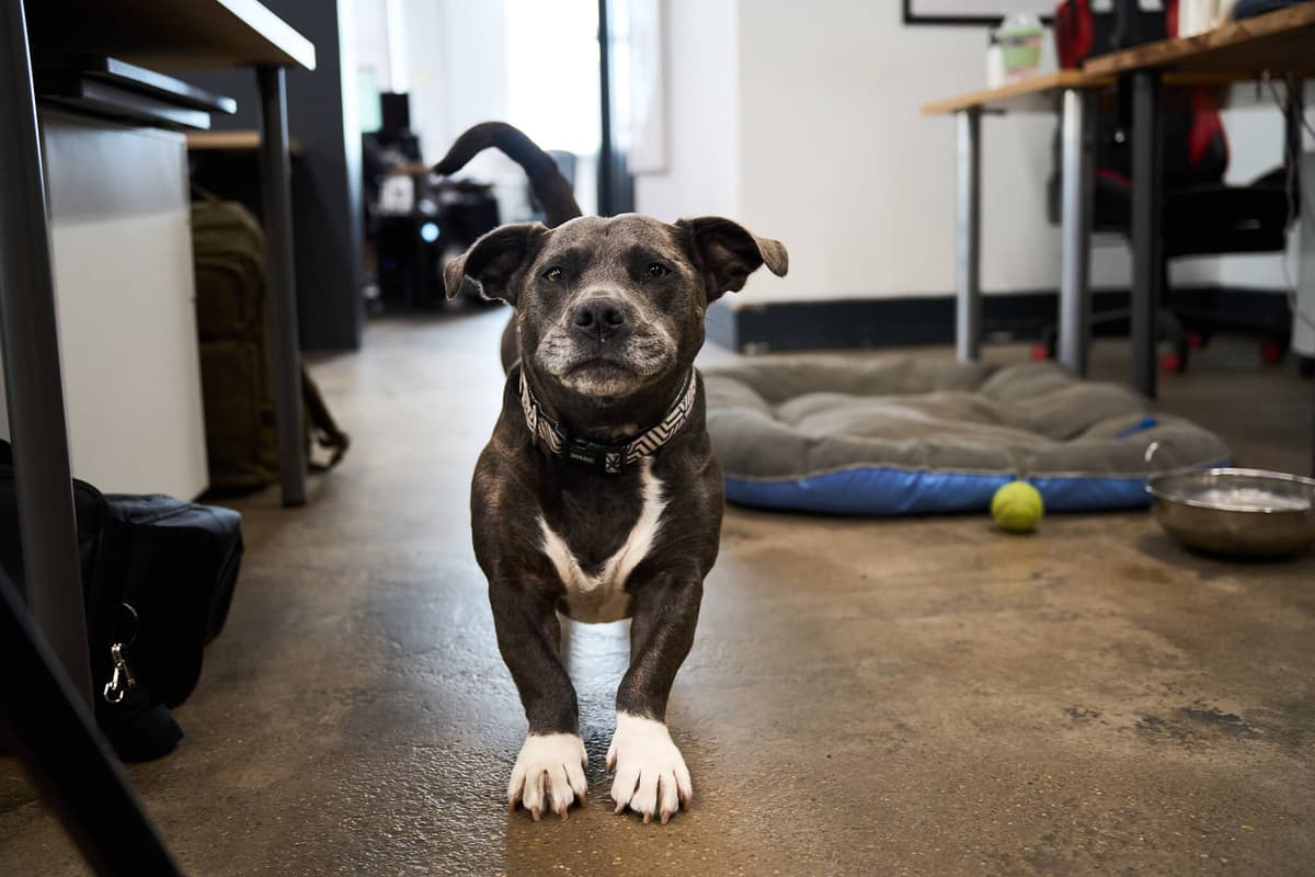 The office dog at Akcela's Fuel Studios workspace in Norwich